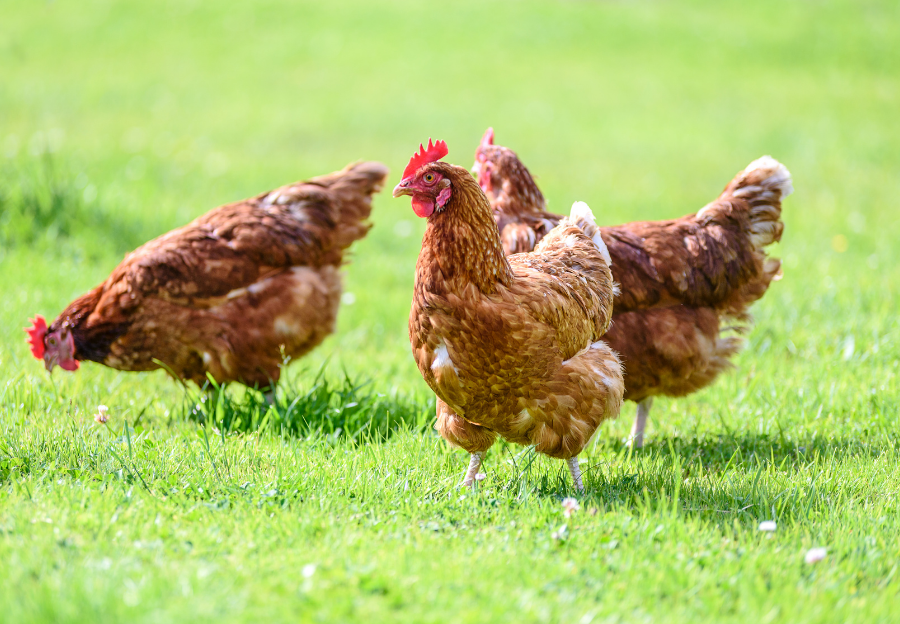 Free range chickens